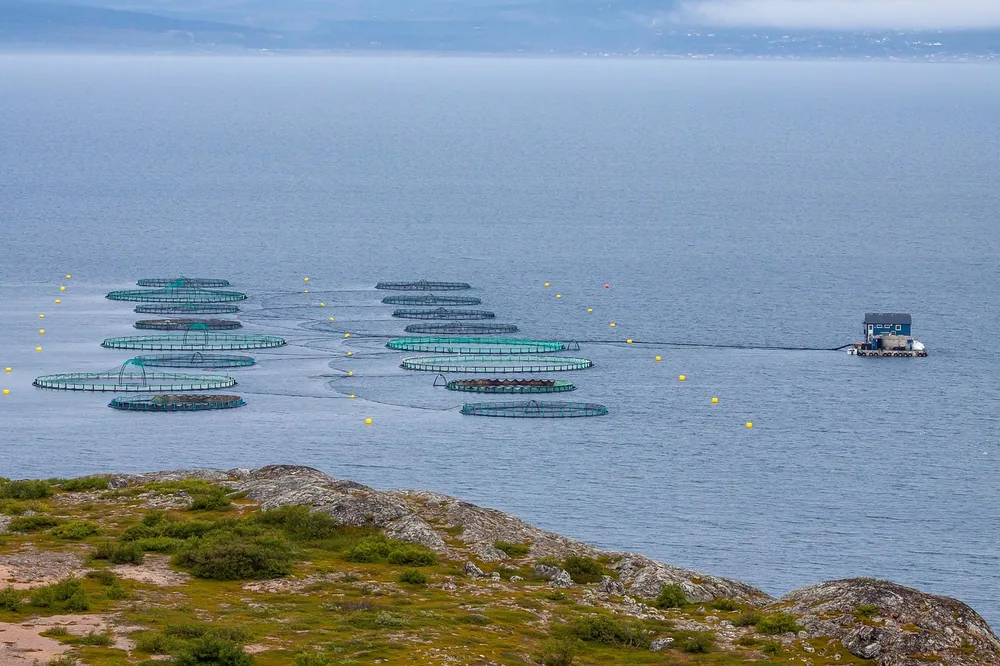 Circular net pens of a salmon fish farm in a coastal bay