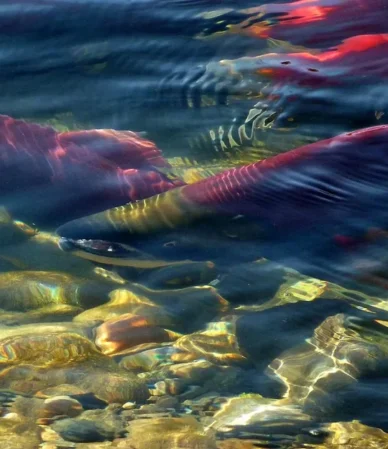 Wild caught salmon: red sockeye swimming upstream in a clear river