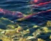 Wild caught salmon: red sockeye swimming upstream in a clear river