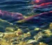 Wild caught salmon: red sockeye swimming upstream in a clear river