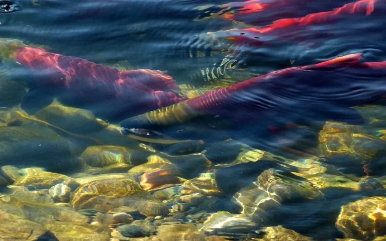 Wild caught salmon: red sockeye swimming upstream in a clear river