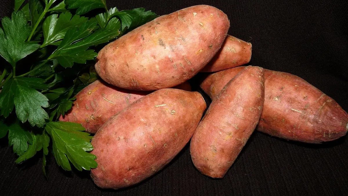 Whole raw orange-fleshed sweet potatoes with fresh parsley on a dark background