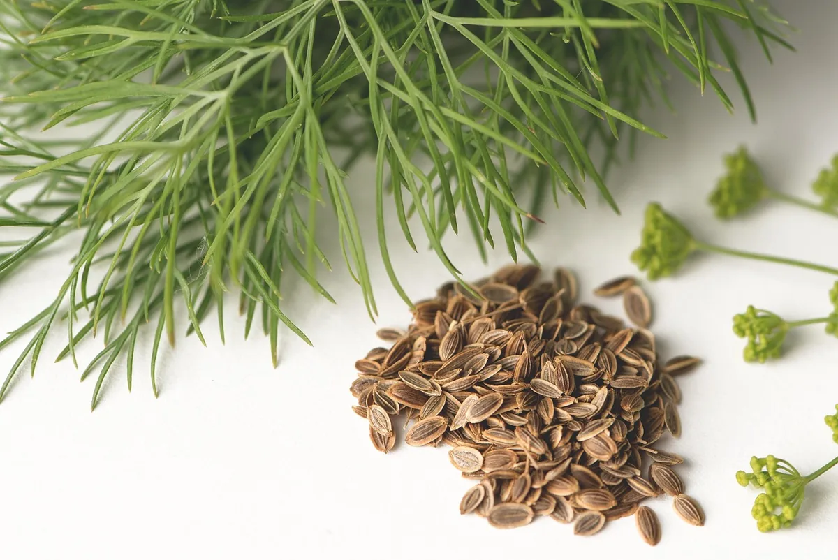Sprigs of fresh dill next to a small pile of dill seeds