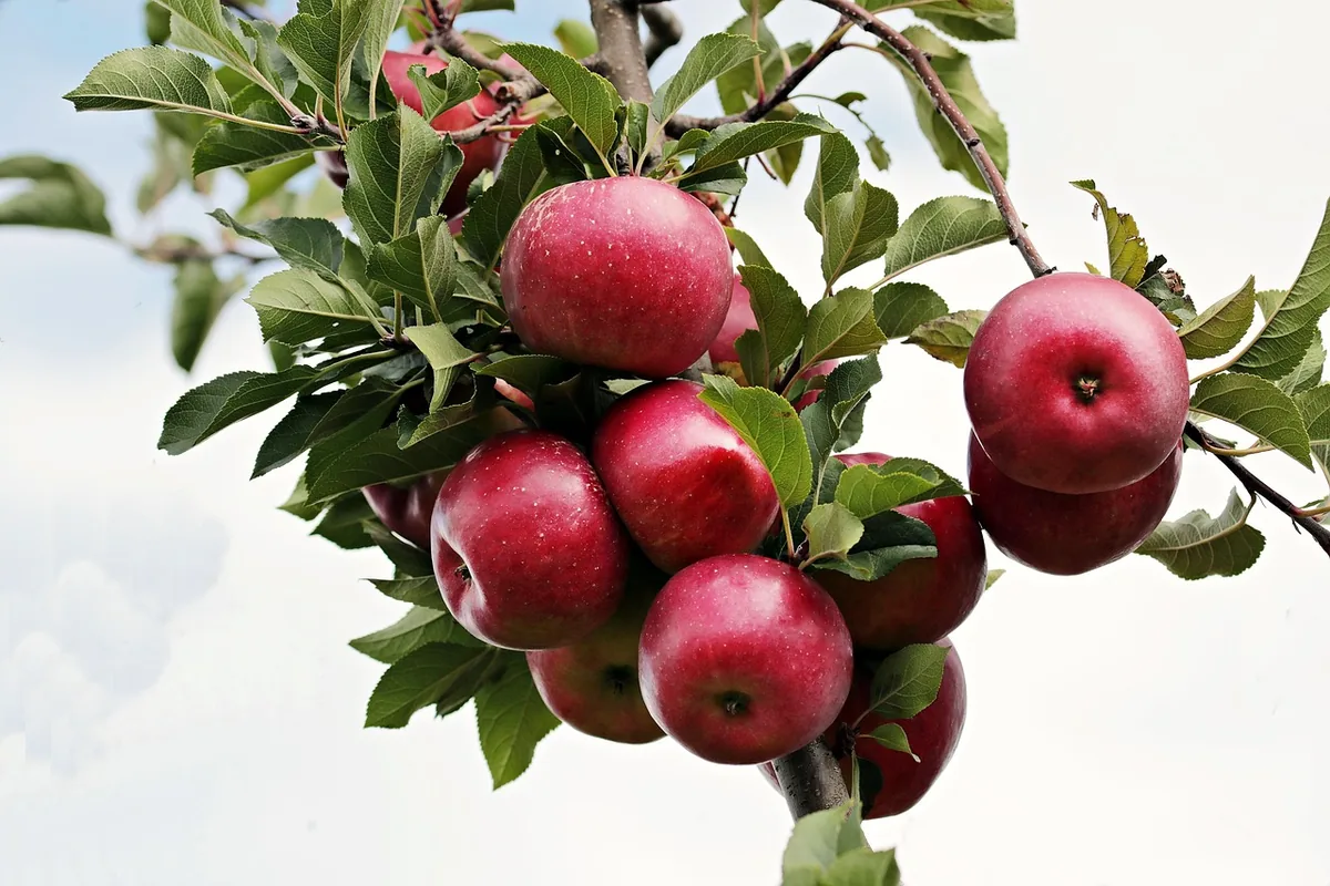 Ripe red apples on a tree branch, ready for a fresh apple version