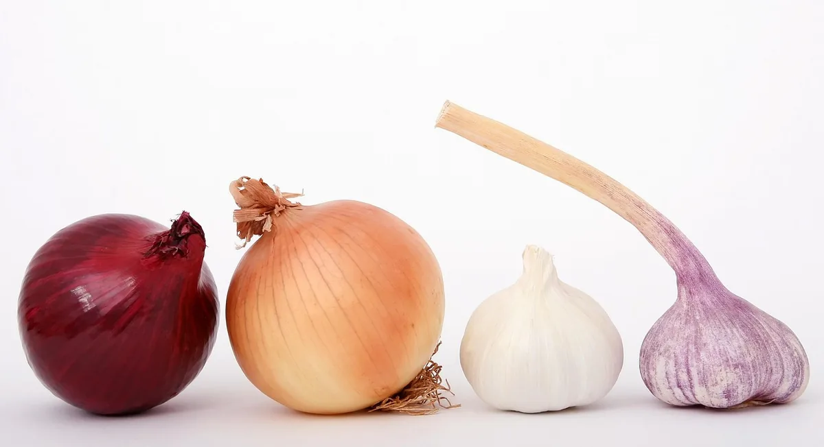 Red and yellow onions with garlic bulbs, the base of an onion gravy